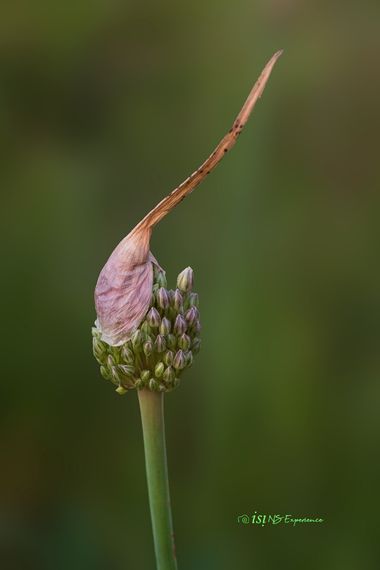 isidorogomez53 en Hamelin: Flora  (Rambleta de Joan Miró), Ajoporro silvestre

#apfb 
#naturaleza
#fujixh1 