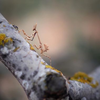 Luisleonrodriguez en Hamelin: Fauna  (Bárboles), Empusa pennata (Thunberg, 1815), #insectos 