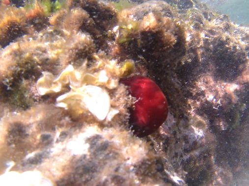 Solerantonio2 en Hamelin: Fauna  (Níjar), Tomate de mar