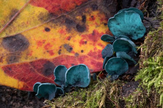 Ignicapillus en Hamelin: Observación  (les Llosses), Mi “campaña macro-micológica 2023” fue pobre. De lo poco que conseguí hacer, rescato está única foto c...