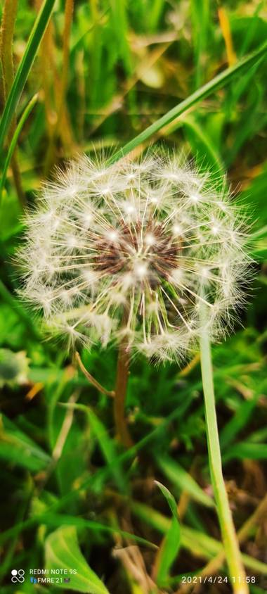 Paco  Requena en Hamelin: Flora  (Venturada), Taraxacum officinale, Fotografía sacada cerca de Atalaya de Venturada...#flora21