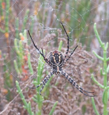 Solerantonio2 en Hamelin: Fauna  (Níjar), Insecto