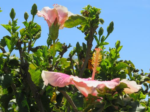 Solerantonio2 en Hamelin: Flora  (Almería), Planta