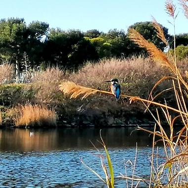 mgasconlleixa en Hamelin: Fauna, Alcedo atthis (Linnaeus, 1758), #fauna#Ocells#AltEmporda