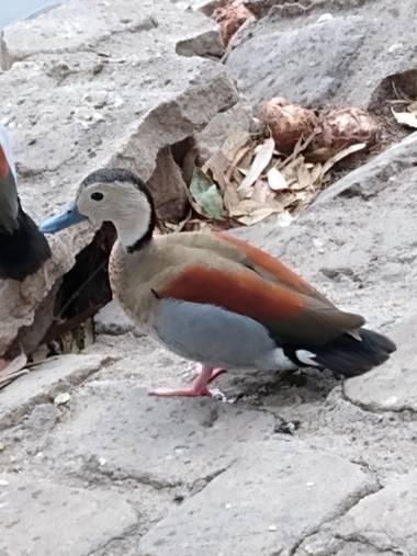 javigiordan24 en Hamelin: Fauna  (Gualeguaychú), #Aves21