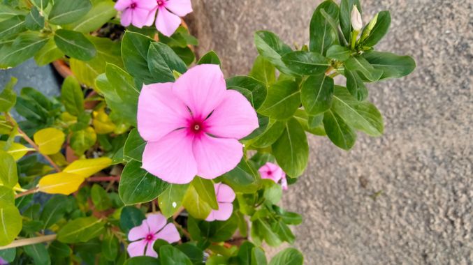 Solerantonio2 en Hamelin: Flora  (Almería), Catharanthus roseus, Planta