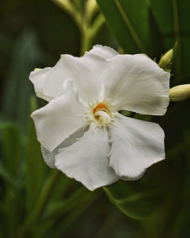 Juanatlantida82 en Hamelin: Flora  (Puerto de la Cruz), Nerium oleander, #floresbonitas 