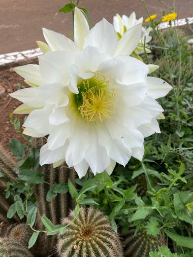 Zetadeuve en Hamelin: Flora  (San Cristóbal de La Laguna), Echinopsis bridgesii, #flora21 
#tenerifelicidad 