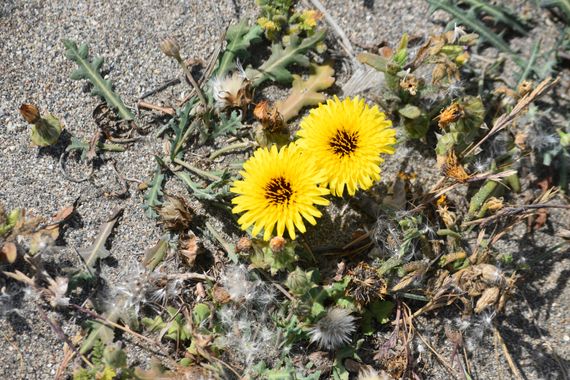 Solerantonio2 en Hamelin: Flora  (La Marina), Reichardia tingitana, Planta