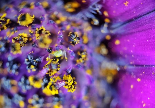 Mararuizasensio en Hamelin: Observación  (Marbella), #flora #micromundo #diminuto