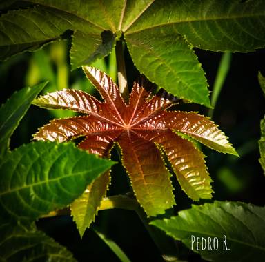 PEROMA_PHOTO en Hamelin: Flora  (Vélez-Málaga), Ricinus communis, . 