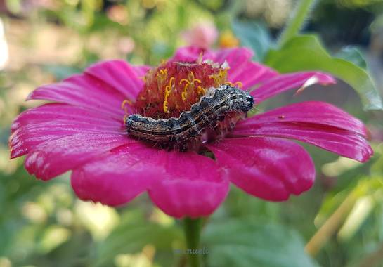 Msanchezvasco en Hamelin: Fauna  (Ulldecona), Se denomina oruga a la larva de los insectos del orden Lepidoptera (incluye las mariposas diurnas y nocturnas...