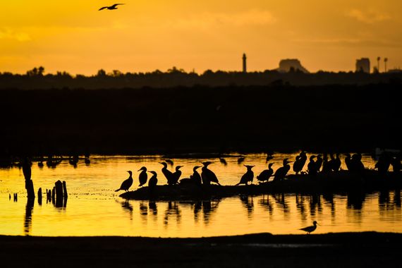 Ninigabi en Hamelin: Fauna  (Isla Cristina), Phalacrocorax carbo (Linnaeus, 1758), #Cormoran #Aves #islacristina 