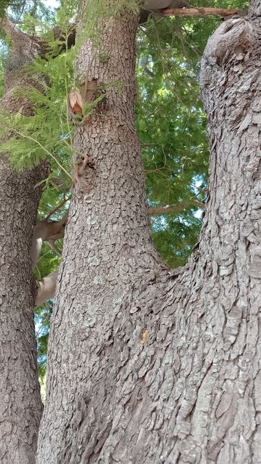 GrachuV. en Hamelin: Flora  (Santa Fe), Corteza de árbol.🌺