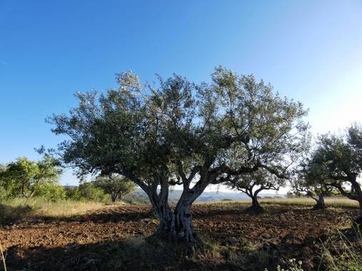 mariale en Hamelin: Flora, Olea europaea, 📸 #marialemdza
Provincia de Zamora, primavera 2021.
#Naturaleza #paisaje #paisajes #landscape #BellezaNatural  ...