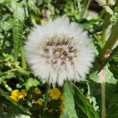 Safari.faby en Hamelin: Flora, #flor #madrid #hamelin 
