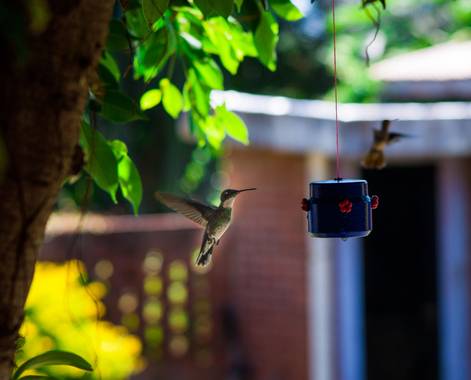 lucass.dosso en Hamelin: Fauna  (Eldorado), Colibrí Gargantilla #aves21