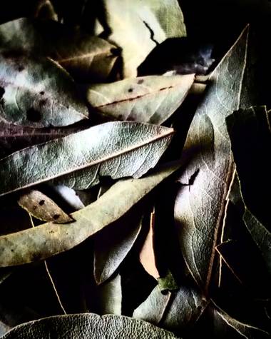 Navarroarevalomariateresa en Hamelin: Flora  (Viesca), Elaeagnus angustifolia, Las hojas de laurel son conocidas como un condimento usado en la cocina para...