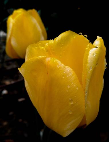 Mistela17 en Hamelin: Flora  (Villaquilambre), #flora21 
