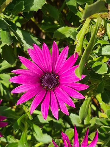 ana1.armada en Hamelin: Flora  (Melón), Osteospermum ecklonis