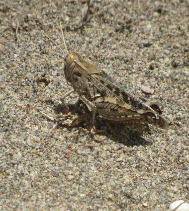 Solerantonio2 en Hamelin: Fauna  (Níjar), Insecto