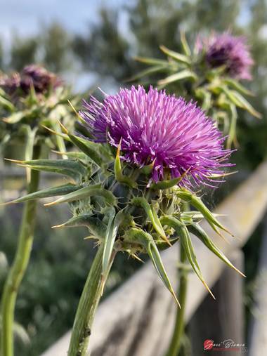 J.blanco.l en Hamelin: Flora  (Chipiona), Silybum marianum, #flora21 #chipiona 