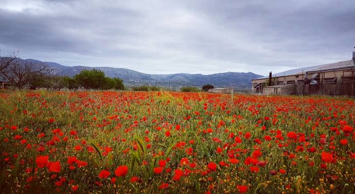Msanchezvasco en Hamelin: Paisaje  (Ulldecona), Empiezan a teñirse de rojo los campos dejando unos paisajes de ensueño.
#natura#amapolas#primavera#