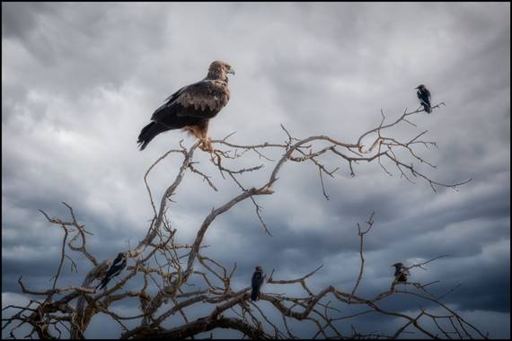 Salvapf en Hamelin: Fauna  (els Plans de Sió), Aquila chrysaetos (Linnaeus, 1758), #fauna #wildlife 