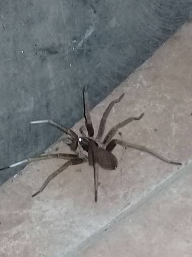 rintadio en Hamelin: Fauna, Araña del agua, o nadadora. Vista normalmente en america del sur, mayormente en zonas con rios lagunaa o espejos de agua cerna...