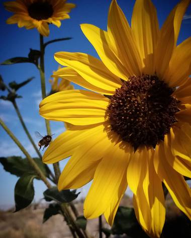 Navarroarevalomariateresa en Hamelin: Flora  (Viesca), Hermosos girasoles...un deleite para las abejas..