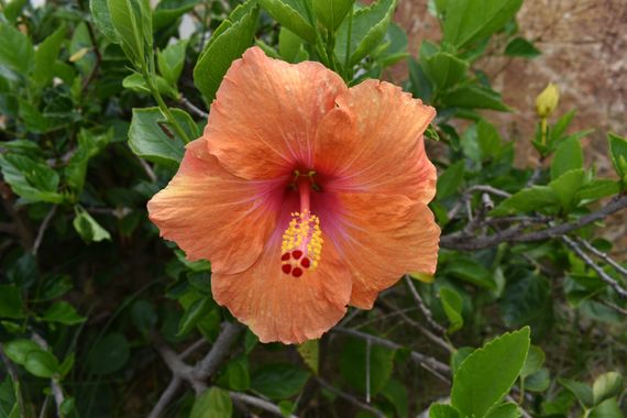 Solerantonio2 en Hamelin: Flora  (Calle Haza de Acosta), Hibiscus rosa-sinensis, Planta
