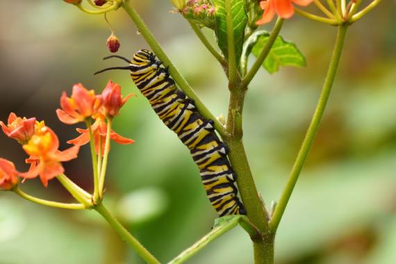 molaye02 en Hamelin: Fauna  (Las Palmas de Gran Canaria), Fotografía de una oruga de Mariposa Monarca.