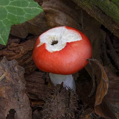 Ignicapillus en Hamelin: Observación  (Les Llosses), Seta depredada

Foto hecha hace poco (9-10-2021) al sur de Ripoll: pasé el día por allí intentando hac...