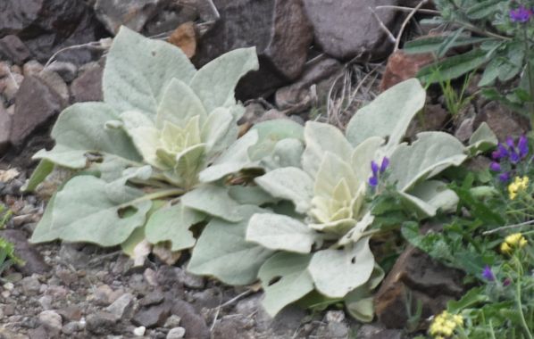 Solerantonio2 en Hamelin: Flora  (Níjar), Verbascum giganteum, Planta