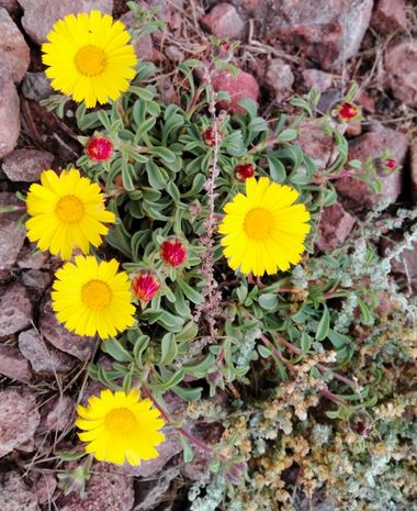 Solerantonio2 en Hamelin: Flora  (Níjar), Pallenis maritima, Planta