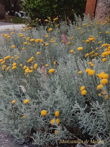 Mpinfante en Hamelin: Flora, Santolina chamaecyparissus, #medicinal. La recogí hace tiempo, aunque sin flores. 