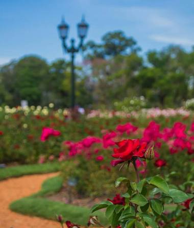 zoom_roromi en Hamelin: Paisaje  (Palermo), el rosedal de Palermo #parquesyjardines 