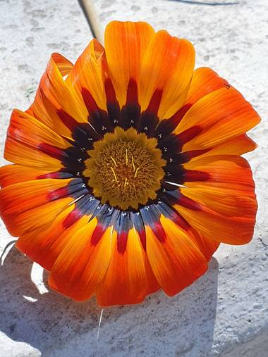 jclaurevalencia en Hamelin: Flora  (Tarija), -