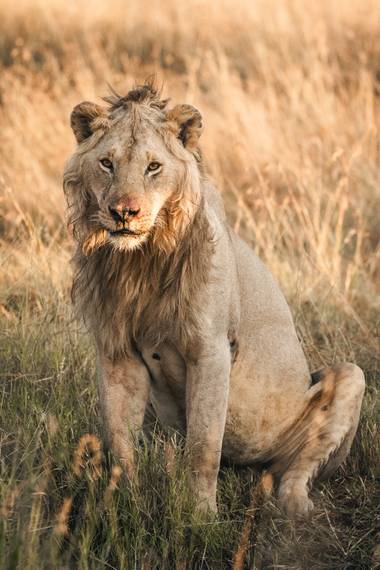 Oliver Freixas en Hamelin: Fauna  (Narok), Panthera leo (Linnaeus, 1758), Un joven león en el Masái Mara. 