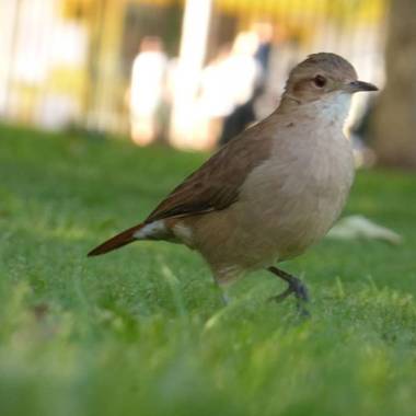 Bertogliojulia1 en Hamelin: Paisaje  (Castelli), #aves21 