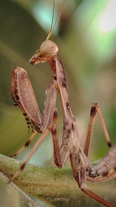 Phototero  en Hamelin: Fauna  (Chiclana de la Frontera), #cumplehamelin #mantis #fotografia #photography #macro 