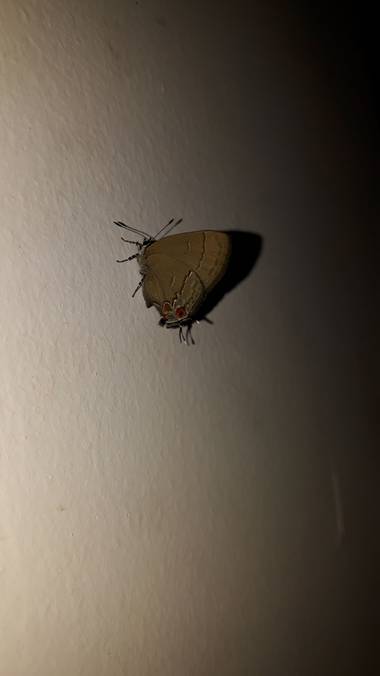 messergisela en Hamelin: Fauna  (Oberá)