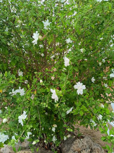 fernandezboix en Hamelin: Flora, #arbustos 