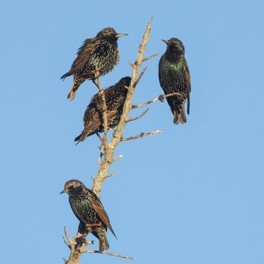 Danitomasjover en Hamelin: Fauna  (Alicante), Sturnus vulgaris Linnaeus, 1758