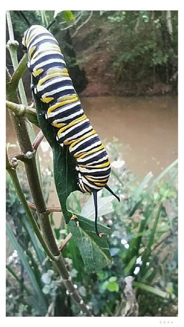Susana-oda en Hamelin: Fauna  (Castellar de la Frontera), Por el Sendero de las Mariposas, en Castellar de la Frontera, Cádiz, nos encontramos con multitud...