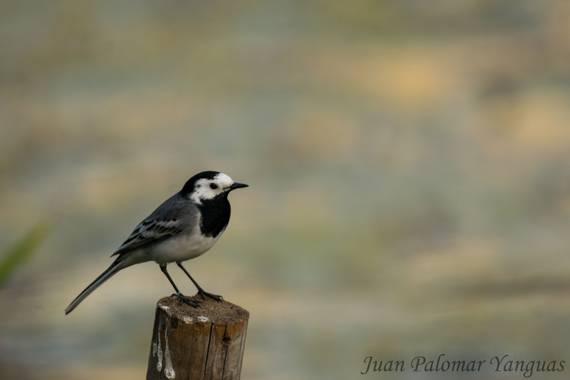 Jmpyanguas  en Hamelin: Fauna, Motacilla alba Linnaeus, 1758