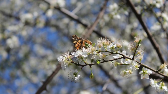 XxPrOzMeNxX en Hamelin: Fauna, #arbol #baum #blanco #blumen #branches #cafe #castaño #chestnut #colores #colors #farben #flores #flowers #kastanie #maripo...