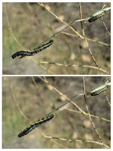 Solerantonio2 en Hamelin: Fauna  (Almería), Oruga insecto