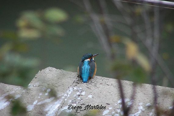 Diego en Hamelin: Fauna  (Zaragoza), Alcedo atthis (Linnaeus, 1758), #martinpescador #alcedoatthis #zaragoza #aves #canon 