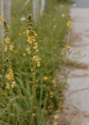 Elenagil.ph en Hamelin: Flora, #flora #flores #naturaleza #flower #flora21 #flowers 